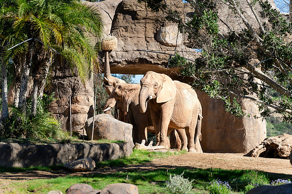 Safari-Park-Mkutano-Elephant-HoffmanPhotoVideo-0086