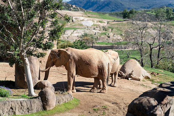 Safari-Park-Mkutano-Elephant-HoffmanPhotoVideo-0088