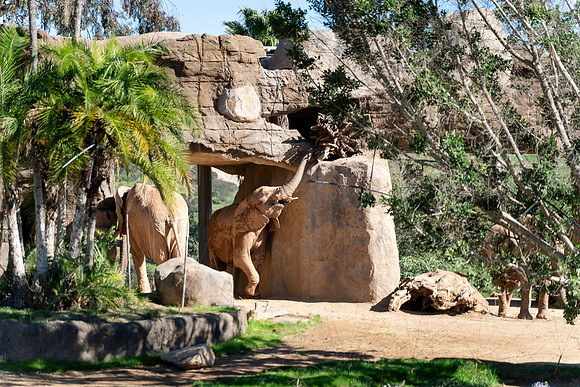 Safari-Park-Mkutano-Elephant-HoffmanPhotoVideo-0089