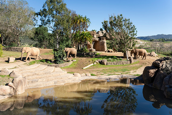 Safari-Park-Mkutano-Elephant-HoffmanPhotoVideo-0087