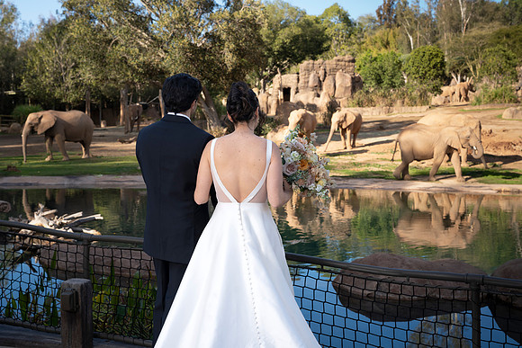 Safari-Park-Mkutano-Elephant-HoffmanPhotoVideo-0142