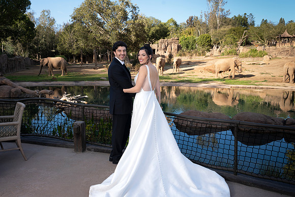 Safari-Park-Mkutano-Elephant-HoffmanPhotoVideo-0143
