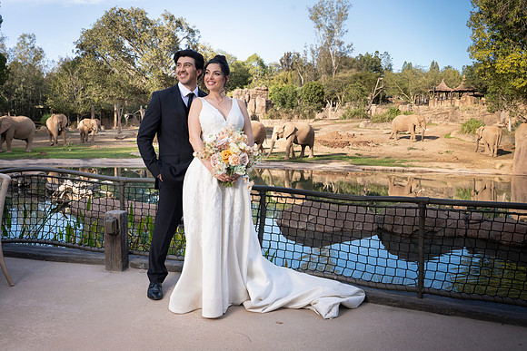 Safari-Park-Mkutano-Elephant-HoffmanPhotoVideo-0147
