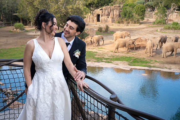 Safari-Park-Mkutano-Elephant-HoffmanPhotoVideo-0157