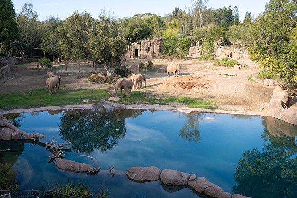 Safari-Park-Mkutano-Elephant-HoffmanPhotoVideo-0155