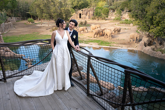 Safari-Park-Mkutano-Elephant-HoffmanPhotoVideo-0158