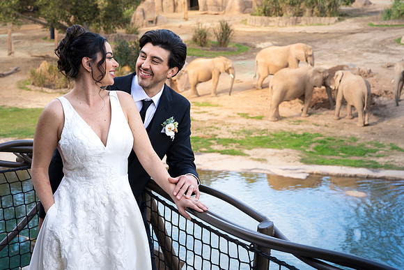 Safari-Park-Mkutano-Elephant-HoffmanPhotoVideo-0159
