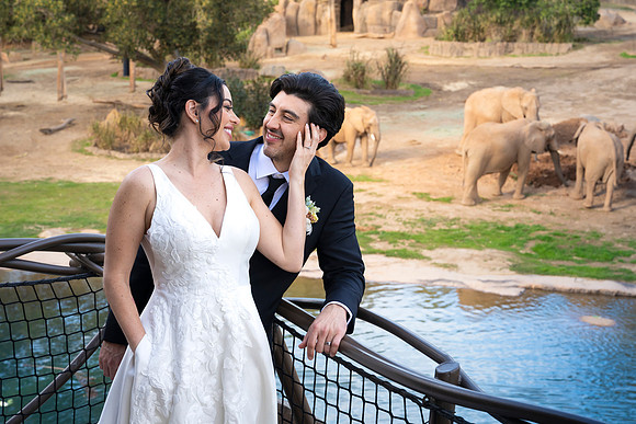 Safari-Park-Mkutano-Elephant-HoffmanPhotoVideo-0160