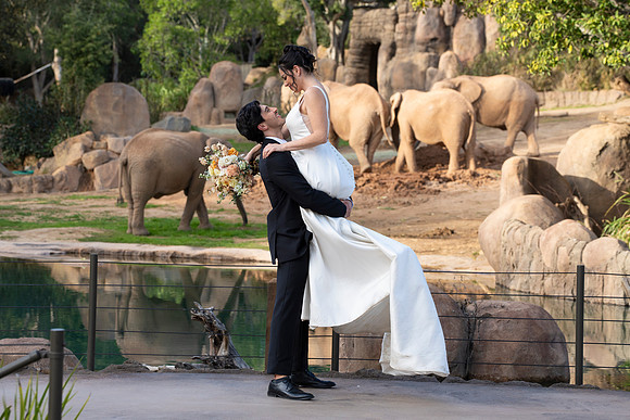 Safari-Park-Mkutano-Elephant-HoffmanPhotoVideo-0170