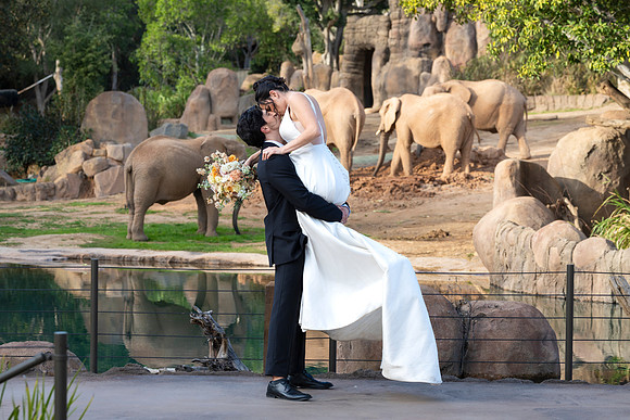Safari-Park-Mkutano-Elephant-HoffmanPhotoVideo-0171