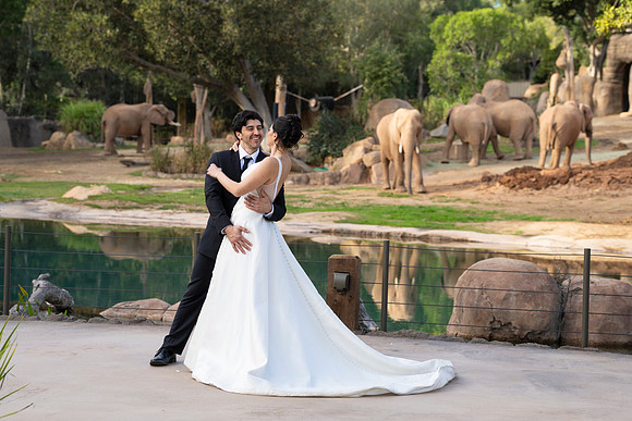 Safari-Park-Mkutano-Elephant-HoffmanPhotoVideo-0172