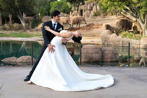 Safari-Park-Mkutano-Elephant-HoffmanPhotoVideo-0176